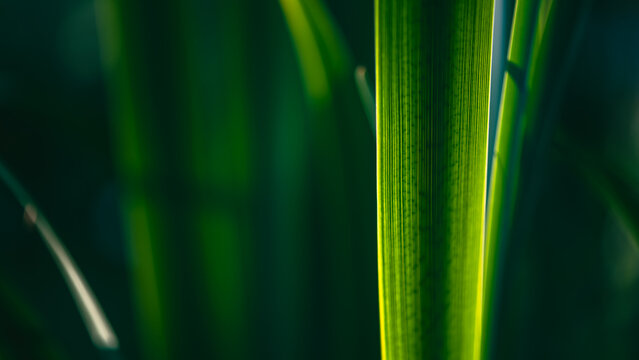 Vibrant green grass blades growing closely together, basking in the warm embrace of spring sunlight, create a lush and inviting natural background filled with life and renewal