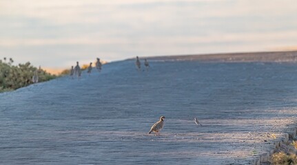 
Chukar Partridges (Alectoris chukar) generally inhabit mountainous areas in Türkiye. Karacadağ...