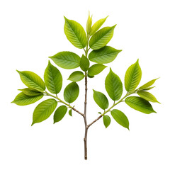 Naklejka premium Create Stunning Designs with Green Leaves on Transparent Backgrounds