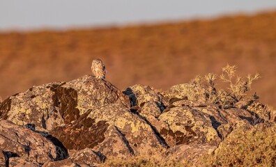 The Little Owl (Athene noctua) usually hunts mice, small snakes and lizards.