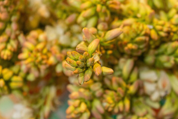 Fresh tuberose buds in macro close-up with blurred background.