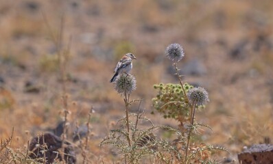 Woodchat Shrike (Lanius senator) is a carnivorous bird that feeds on small birds, lizards and field mice. It is also a songbird.
