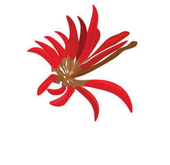 Indian coral tree, or Erythrina variegata flowers on a tree. Easter flower. Orange flower known as Easter flower, Kaffir Boom or Transvaal Kafferboom.