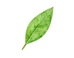 Fototapeta premium Watercolor illustration of a single green leaf