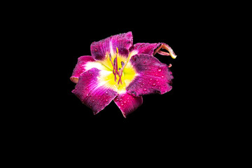 pink flower on black