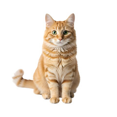 Fototapeta premium Adorable Ginger Cat Sits Calmly Against Transparent Background