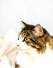 Close-up of a tabby cat