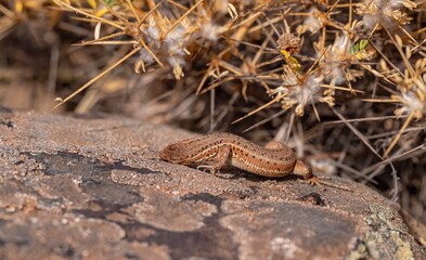 The snake-eyed lizard (Ophisops elegans) is a common species in Turkey. It feeds on small insects and has interesting hunting skills.