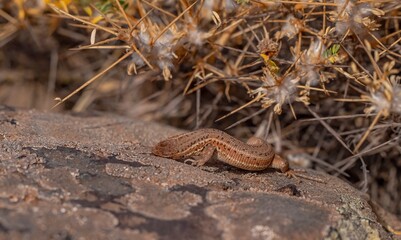 The snake-eyed lizard (Ophisops elegans) is a common species in Turkey. It feeds on small insects and has interesting hunting skills.