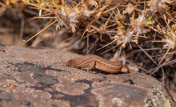 The snake-eyed lizard (Ophisops elegans) is a common species in Turkey. It feeds on small insects and has interesting hunting skills.