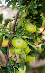 Green apples on a tree in the garden hanging from a tree branch. An orchard.