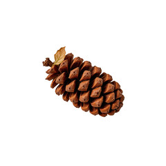 Brown Pine Cone Isolated on Transparent background for Nature Themes
