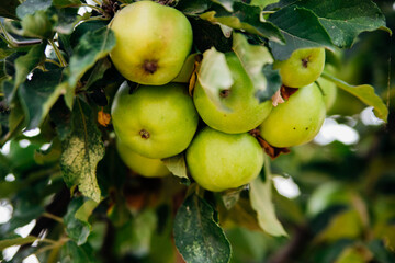 Green apples on a tree in the garden hanging from a tree branch. An orchard.