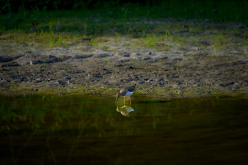Solitary Sandpiper bird in muddy water. It stands in shallow water with its reflection visible.