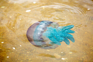 Deep sea jellyfish swimming in the ocean. Beautiful underwater world. Danger of burns from jellyfish on sea coasts.
