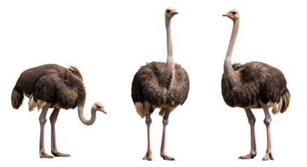 Three Ostriches Isolated on Black Background