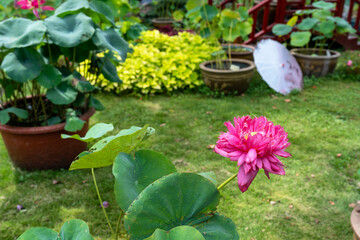 Pink terry lotus or nelumbo in Humble Administrator's Garden, classical Chinese garden in Suzhou, Jiangsu, Gusu District, China