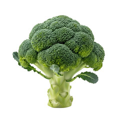 Broccoli: Growing, Harvesting & Cooking  Techniques with Transparent Background