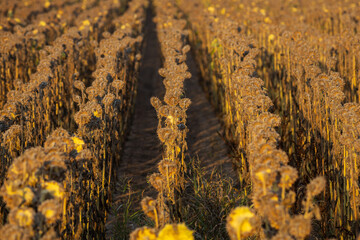Sunflower field at sunset shows vibrant yellow blooms amidst dried stalks in late summer