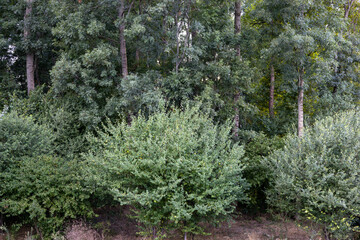 Obraz premium Lush green foliage in a tranquil forest environment during daytime showcasing various tree species and undergrowth