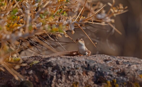 The snake-eyed lizard (Ophisops elegans) is a common species in Turkey. It feeds on small insects and has interesting hunting skills.