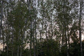 Dense tall trees stand against a twilight sky near a calm environment showcasing nature's tranquility and beauty