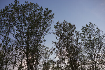 Evening sky view with silhouettes of tall trees in a serene natural setting during dusk