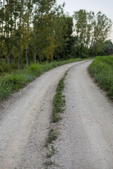 Gravel road winding through lush greenery at dusk in a serene rural area