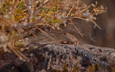 The snake-eyed lizard (Ophisops elegans) is a common species in Turkey. It feeds on small insects and has interesting hunting skills.