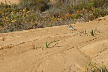 sand dunes in the desert