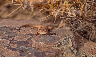 The snake-eyed lizard (Ophisops elegans) is a common species in Turkey. It feeds on small insects and has interesting hunting skills.