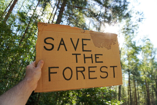 Hand holding a cardboard sign reading save the forest in a forest, sunlight shining through trees