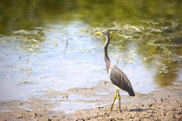 great blue heron