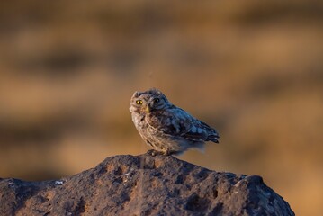 The Little Owl (Athene noctua) usually hunts mice, small snakes and lizards.