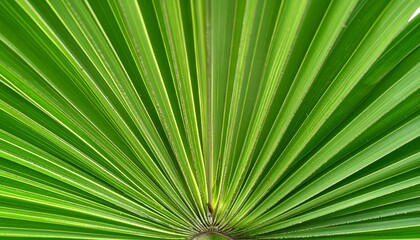 Close-up shot showcasing the vibrant green details of a fan-like leaf