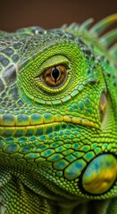 Fototapeta premium Detailed close-up view of a vibrant green iguana's eye and intricate skin texture.