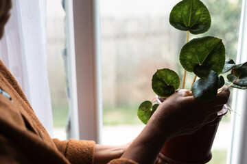 Person holding a potted plant indoors near a window during daylight hours showcasing green leaves and natural light