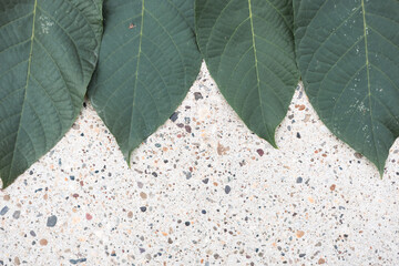 Green leaves arranged on concrete surface showcasing natural textures and earthy colors during...