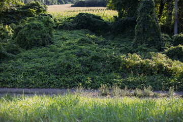 Lush green vegetation covers the landscape near farmland during a sunny day in summer