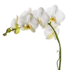 Elegant White Orchids Bloom Beautifully on Black Background:  A Stunning Floral Display with Transparent Background