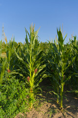 Close-up of green corn stalks with silk emerging from the top of the ears in a sunny outdoor setting.