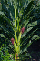 Obraz premium Close-up of green corn stalks with silk emerging from the top of the ears in a sunny outdoor setting.