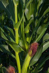Obraz premium Close-up of green corn stalks with silk emerging from the top of the ears in a sunny outdoor setting.