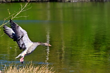 eine Graugans springt  und fliegt 