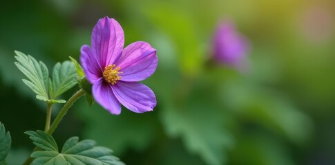 Obraz premium A single purple flower blooms on a Solanum crispum plant in a garden , purple, bloom