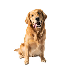 Golden Retriever Dog Poses on Transparent Background, Happy Canine with Fluffy Fur, Adorable Pet Image,  Perfect for Graphic Design Projects.