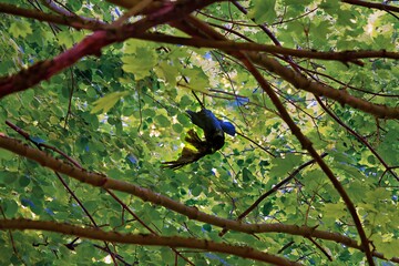 eine Krähe gefangen im einer Angel Schnur und fest gebunden an einem Baum  