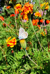 Butterfly and marigolds