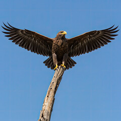 Obraz premium portrait of a bald eagle