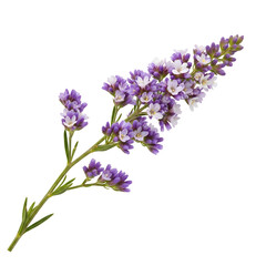 Fototapeta premium Purple Flowers Bloom Beautifully Against Black Background, Creating Stunning Visuals for Design Projects.